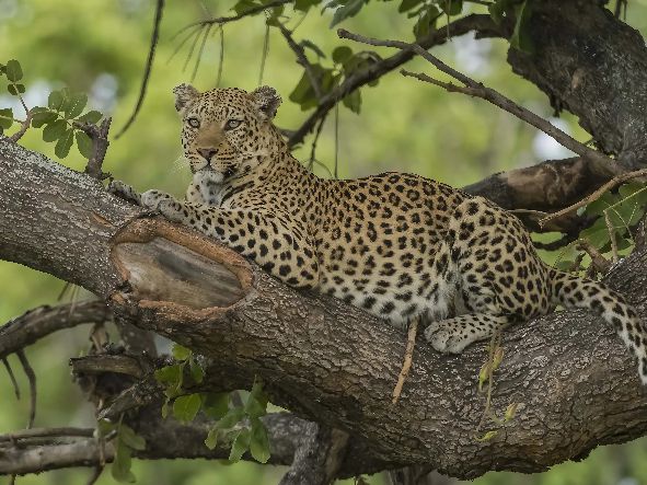 5* Xigera Safari Lodge - Okavango Delta Package (4 Nights)