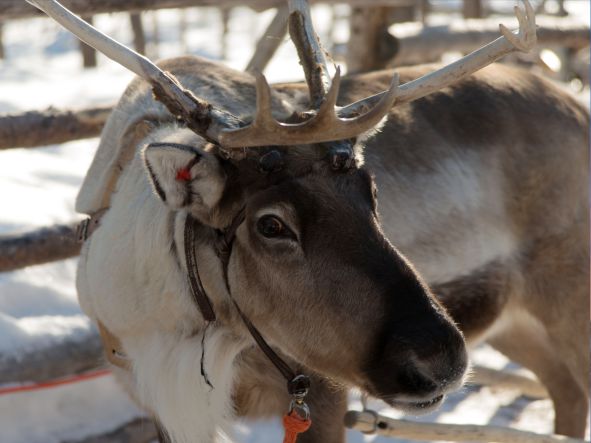 4* Santa Clause Holiday Village - Lapland Experience (5 Nights)