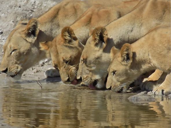 4* Chobe Princess Safari Boat - 3 Nights Package