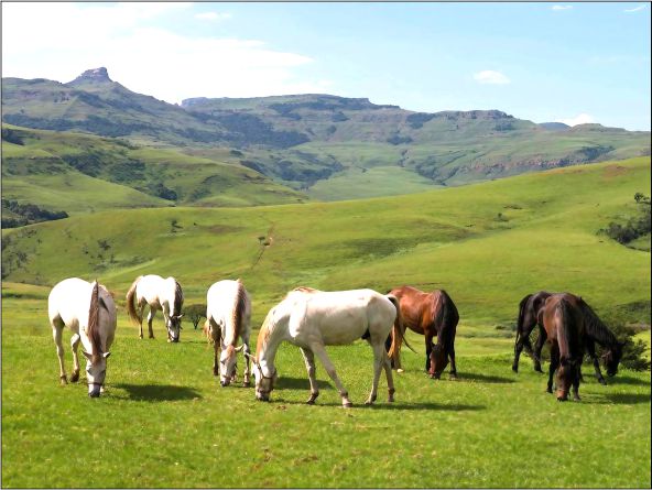 4* aha Alpine Heath Resort - Central Drakensberg Self-Catering Midweek Package (2 Nights)