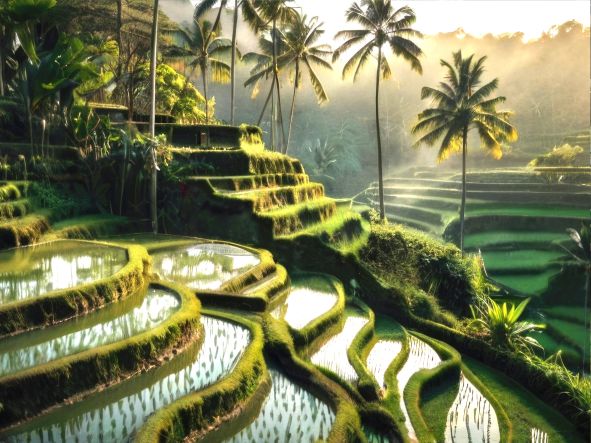 5* The Westin Nusa Dua - Bali Package (5 Nights)