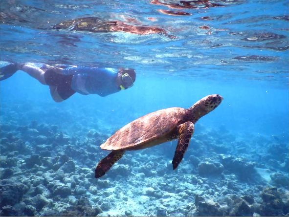 4* Reethi Faru Resort - Maldives Package (7 Nights)